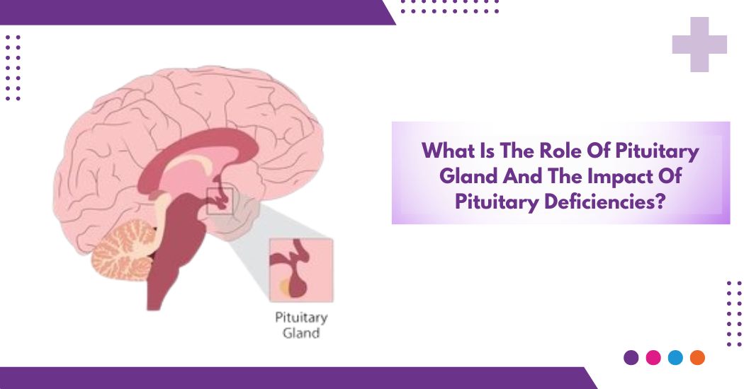 What Is The Role Of Pituitary Gland And The Impact Of Pituitary Deficiencies?